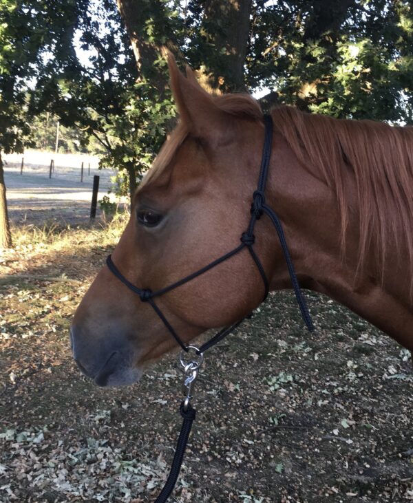 6mm Rope Halter Black With Sainless Steel Ring Pakenham Western